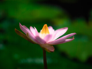 ハスの花（神戸どうぶつ王国）