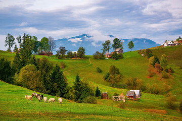 Sheep on grazing near mountain village, Carpathian mountains, Lazeschyna, Ukraine