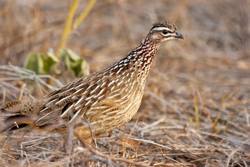 Kuiffrankolijn, Crested Francolin, Dendroperdix sephaena