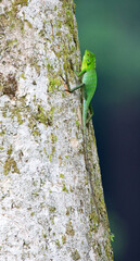 Green Crested Lizard, Bronchocela cristatella