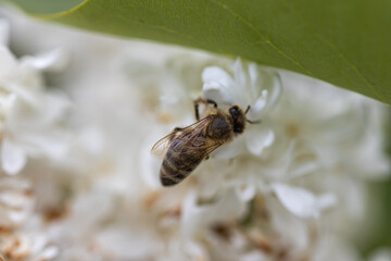 Bee on a white lilac flower. Detailed macro view.