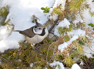 Kuifmees, European Crested Tit, Lophophanus cristatus