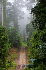 Fototapeta na wymiar Danum Valley Borneo
