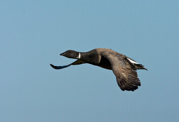 Rotgans, Dark-bellied Brent Goose, Branta bernicla
