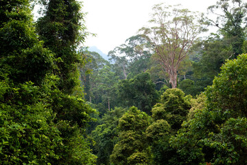 Landschap Danum Valley, Landscape Danum Valley