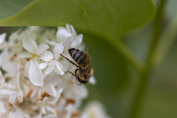 Bee on a white lilac flower. Detailed macro view.