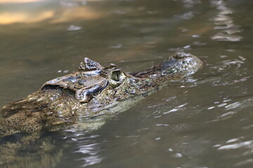 crocodile in the water