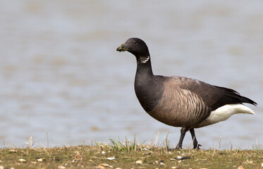 Rotgans, Dark-bellied Brent Goose, Branta bernicla