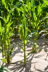 agricultural field sown with sweet corn