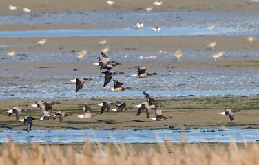 Rotgans, Dark-bellied Brent Goose, Branta bernicla