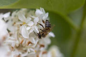 Bee on a white lilac flower. Detailed macro view.