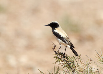 Woestijntapuit, Desert Wheatear, Oenanthe deserti