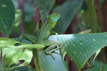 green lizard on a leaf