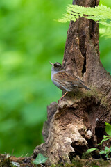 Heggemus; Dunnock; Prunella modularis
