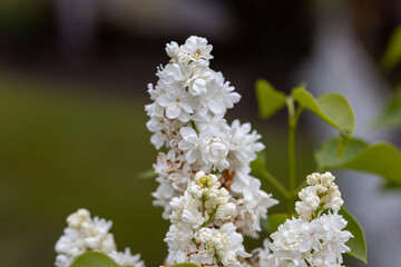 White lilac flower. Detailed macro view.