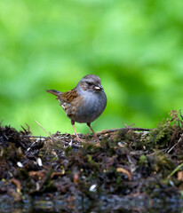 Heggenmus; Dunnock; Prunella modularis