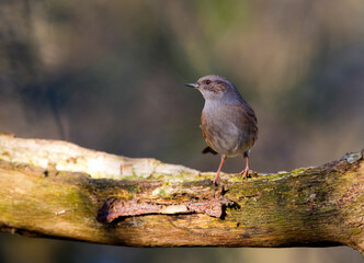 Heggemus; Dunnock; Prunella modularis