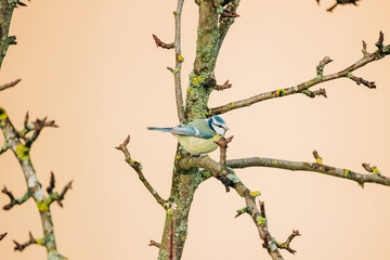 Blue Tit sitting in a tree