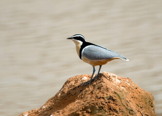 Crocodile-bird,  Krokodilwachter, Pluvianus aegyptius