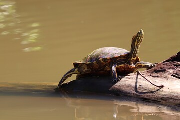 turtle