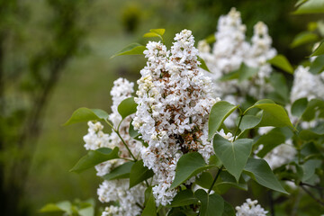 White lilac flower. Detailed macro view.