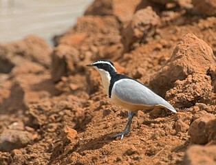 Crocodile-bird,  Krokodilwachter, Pluvianus aegyptius