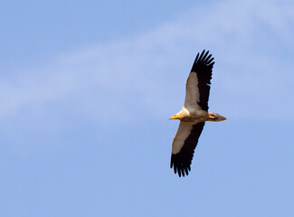 Aasgier, Egyptian Vulture, Neophron percnopterus