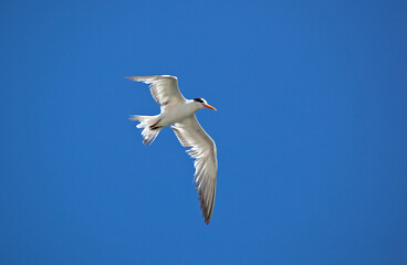 Californische Kuifstern, Elegant Tern, Thalasseus elegans