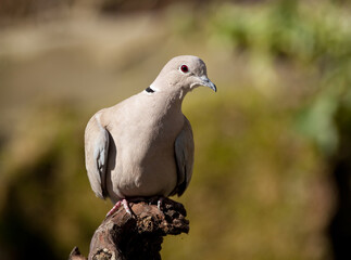 Turkse Tortel, Eurasian Collared Dove, Streptopelia decaocto