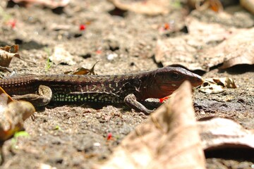 lizard on the stone