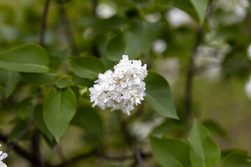 White lilac flower. Detailed macro view.
