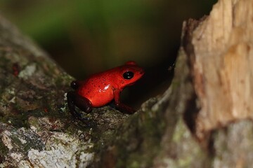 close up of a red frog