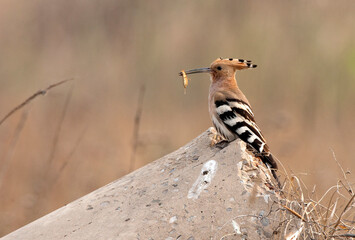 Hop, Eurasian Hoopoe, Upupa epops (saturata)