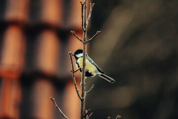 Black Tit in Winter