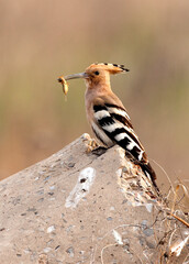 Hop, Eurasian Hoopoe, Upupa epops (saturata)