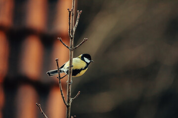 Black Tit in Winter