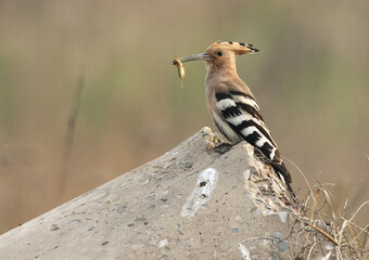 Eurasian Hoopoe, Hop, Upupa epops