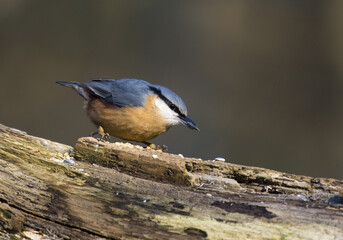 Eurasian Nuthatch; Boomklever; Sitta europaea