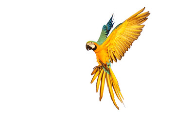 Macaw parrot flying isolated on white background