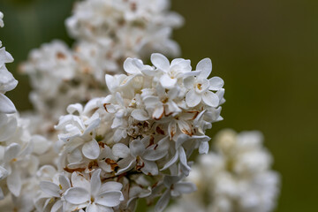 White lilac flower. Detailed macro view.