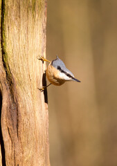 Boomklever; Eurasian Nuthatch; Sitta europaea