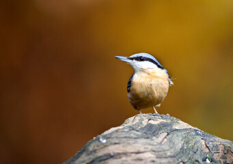 Boomklever; Eurasian Nuthatch;  Sitta europaea