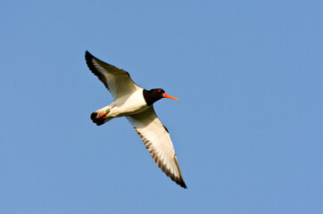 Scholekster, Eurasian Oystercatcher, Haematopus ostralegus