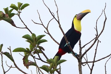 toucan in the tree