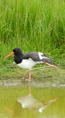 Scholekster, Eurasian Oystercatcher, Haematopus ostralegus