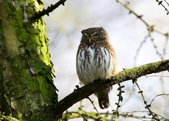 Dwerguil, Eurasian Pygmy Owl, Glaucidium passerinum