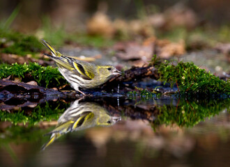 Sijs, Eurasian Siskin, Carduelis spinus