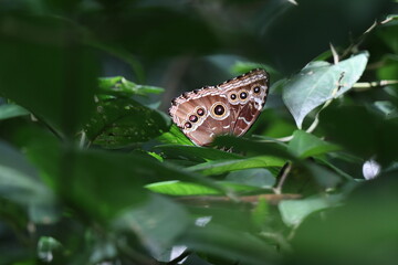 butterfly on leaf