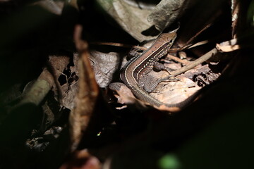 lizard on a rock