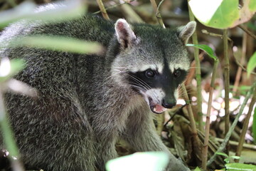 raccoon